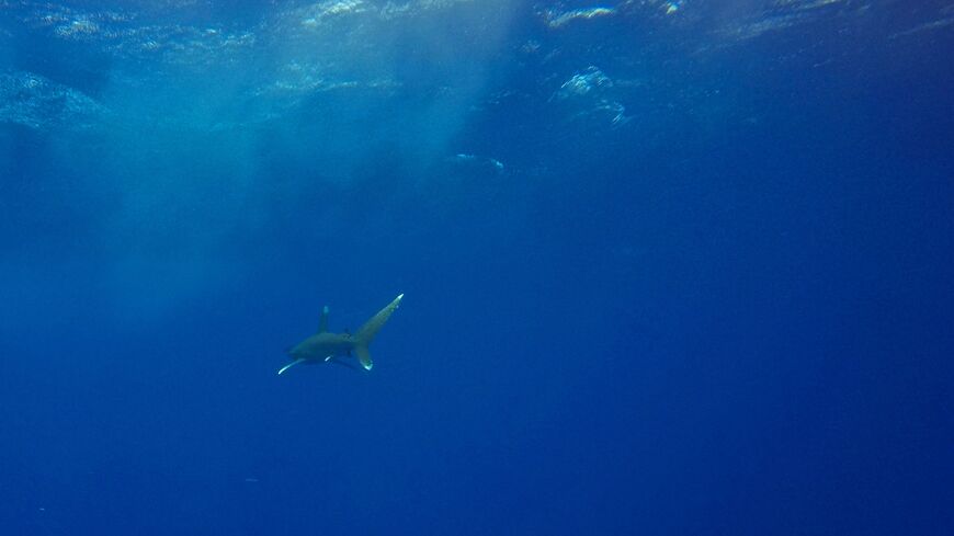 This picture shows an Oceanic Whitetip shark swimming in the blue near the Elphinstone reef dive site off the coast of Marsa Alam in the Egyptian Red Sea on October 9, 2018. (Photo by Andrea BERNARDI / AFP) (Photo credit should read ANDREA BERNARDI/AFP via Getty Images)