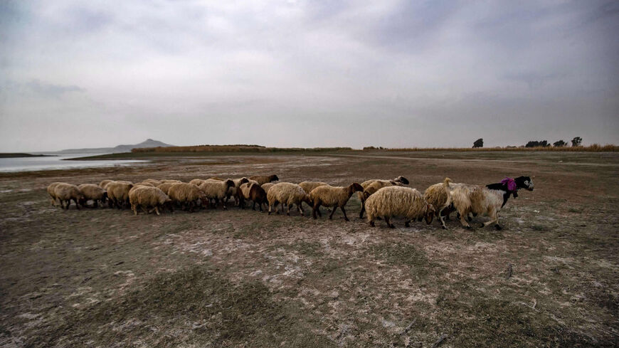 Sheep walk amid drought and low water levels in the Euphrates River in the western countryside of Tabqa, Raqqa governorate, Syria, Nov. 22, 2022.